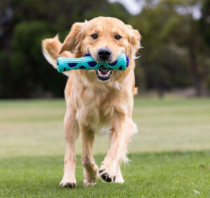 GO GET FETCH BUMPER Dog Toy