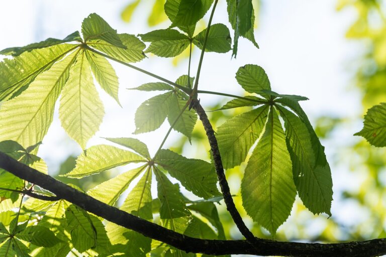 7 Ways to Cultivate a Growth Mindset and Find Peace After a Storm 