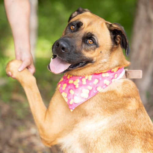 Beyond Rescue: How AWLQ Transforms Animal Welfare Across Queensland